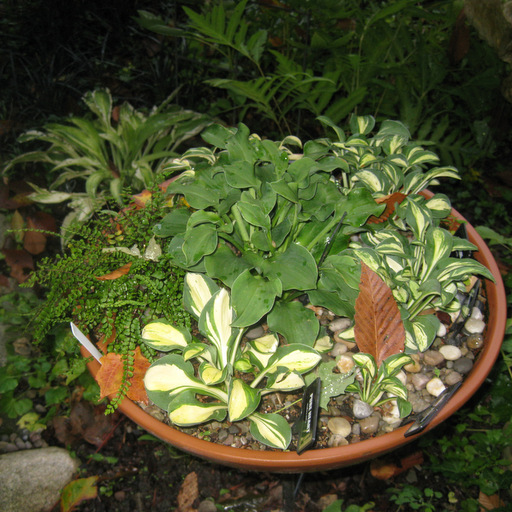 Hosta 'Tiny Tears'